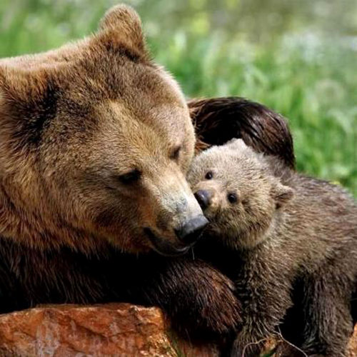 Mamma-e-figlio-orso