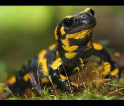 Salamander-Abruzzo