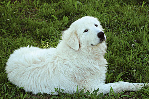 Sheepdog-abruzzese