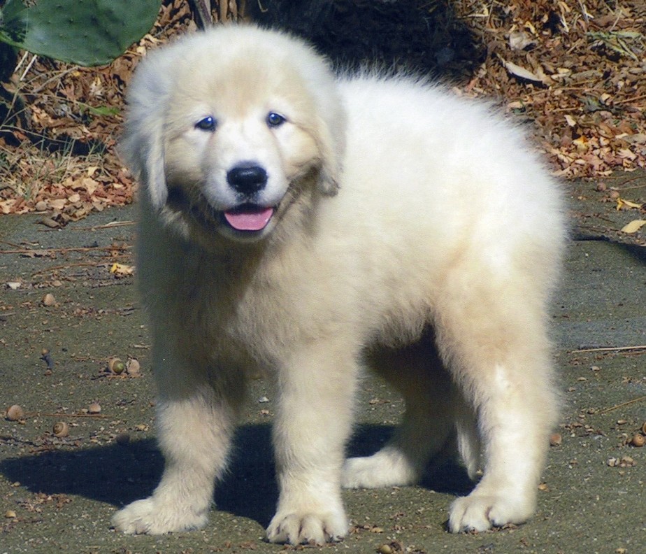 Cane-razza-Pastore-Abruzzese