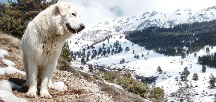 Sheepdog-abruzzese