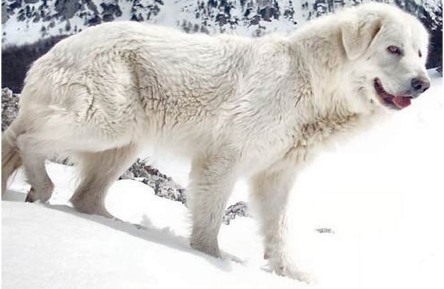 Sheepdog-abruzzese