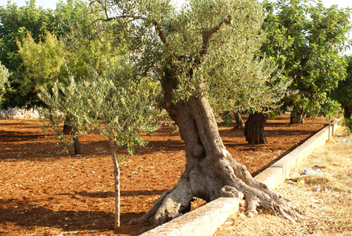 olive-trees