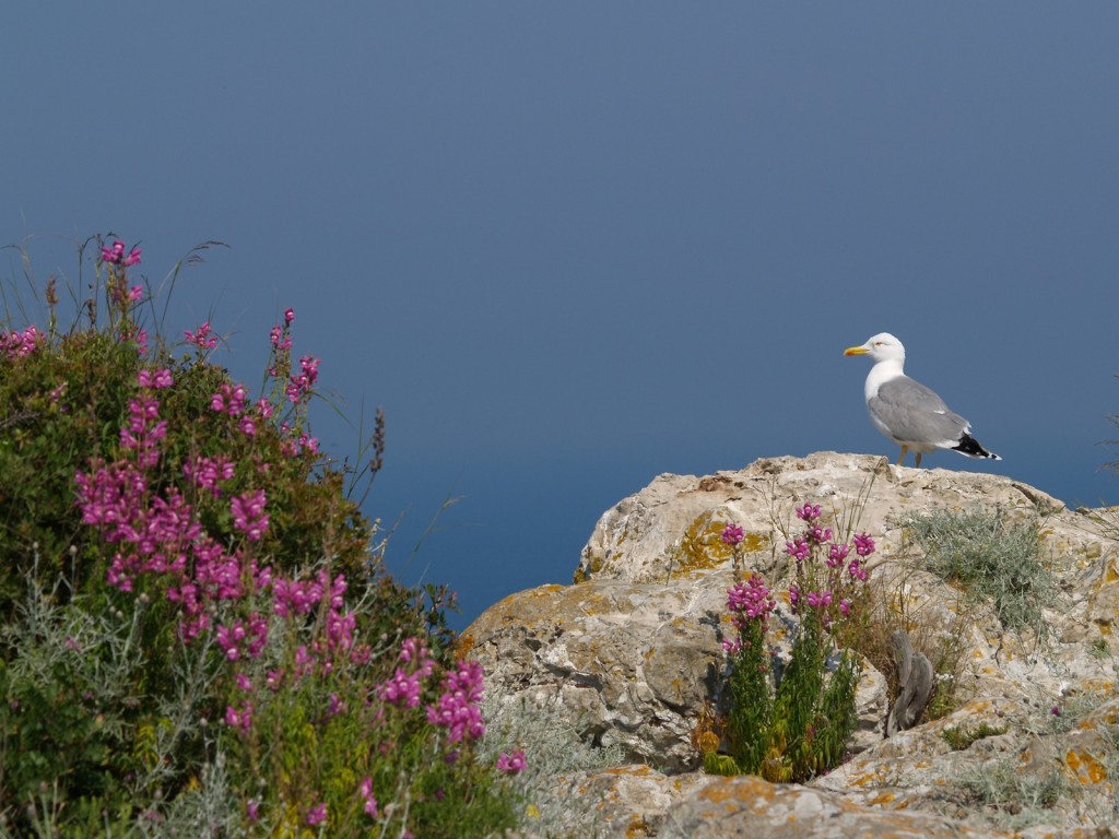 san-domino-gull-real-islands-quakes