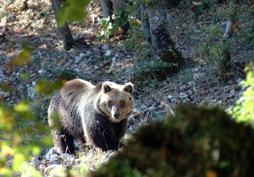 Parco-Nazionale-della-Majella-orso
