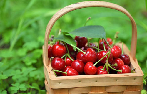 Cherries-Abruzzo