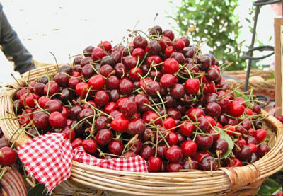 Cherries-Canosa-Sannita