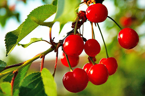 Cherries-Giuliano-Teatino