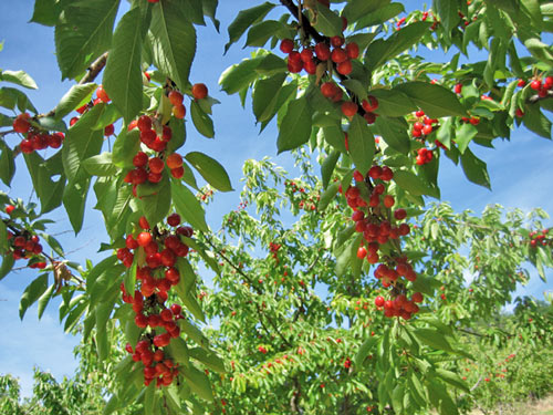 Cherries-Raiano