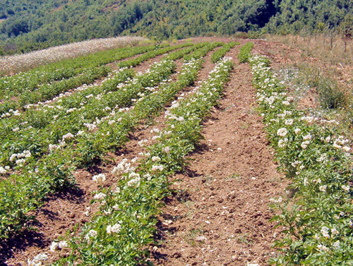 Middle-Sangro-Valley-Potato