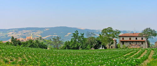 Middle-Sangro-Valley-Potato