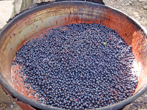 Must-Syrup-typical-Abruzzese