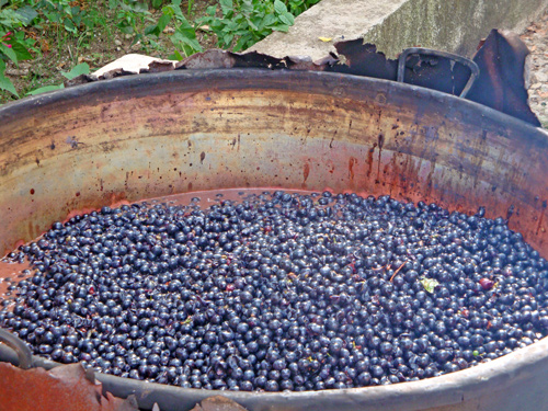 Must-Syrup-typical-product-Abruzzese