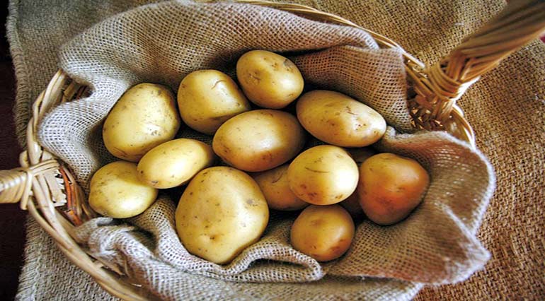Middle Sangro Valley Potato (Patana muntagnola)