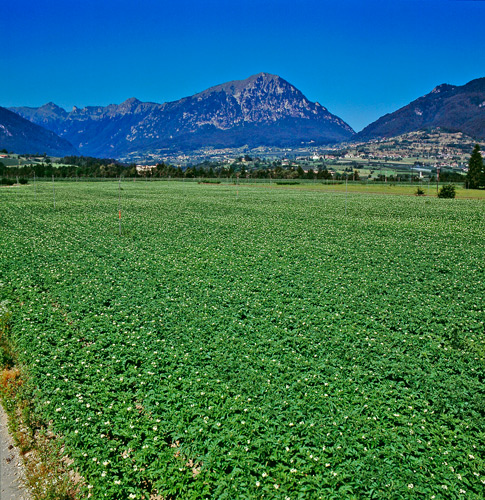 Sangro-Valley-Potato