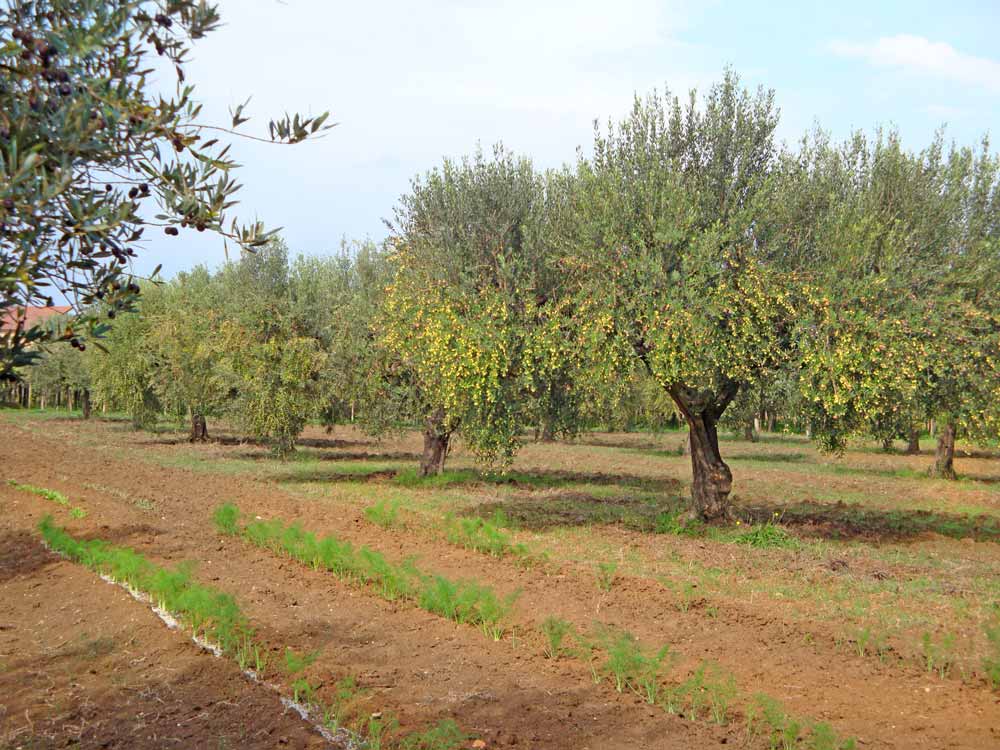 Olive-trees-Abruzzo