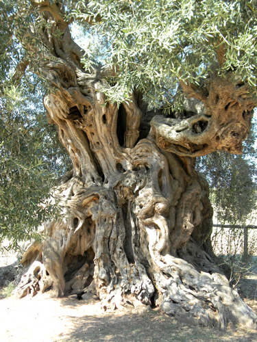  Monumental-olive-tree-Italy