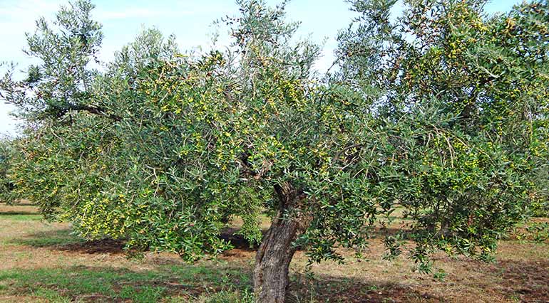 Frantoio – Stages of processing olives in extra virgin olive oil