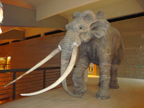 Museum-Paleolithic-elephant