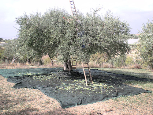 Frantoio – Fasi della lavorazione delle olive a olio extra vergine