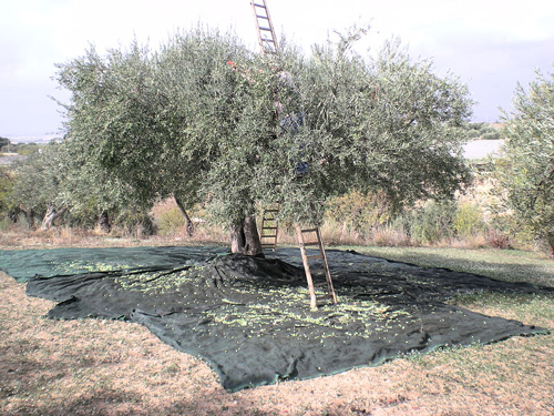 Raccolta-olive