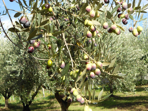 olive-branch-of-kind