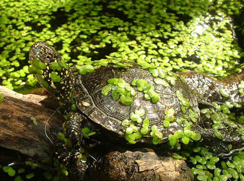 tabby-turtle
