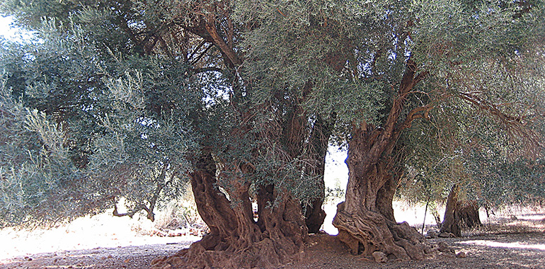 The monumental trees in Abruzzo