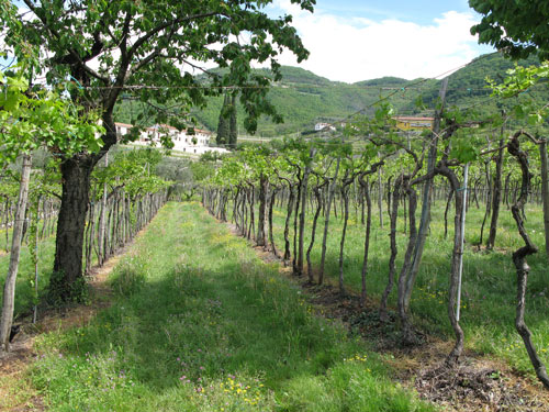 vineyards-Bomba-Chieti