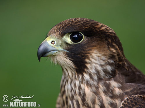 Falco-Pellegrino