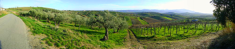 casoli-olive groves