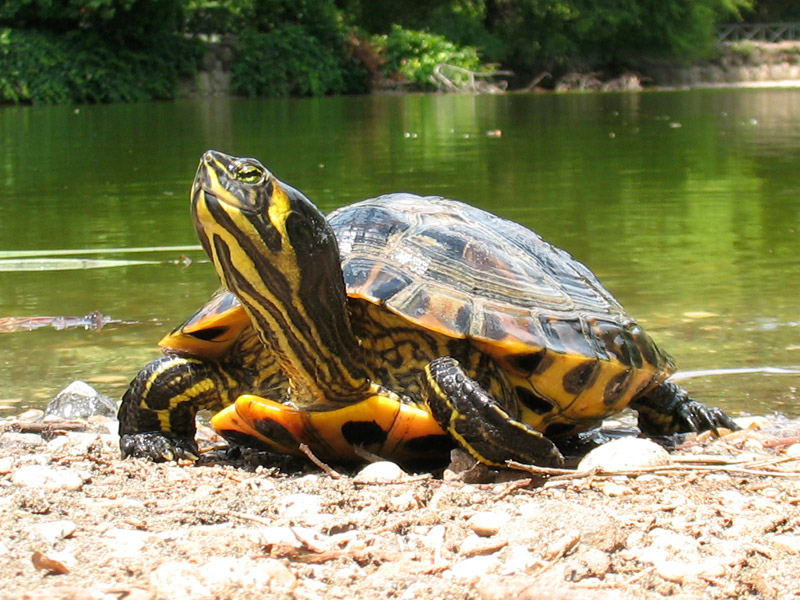 marsh-turtles