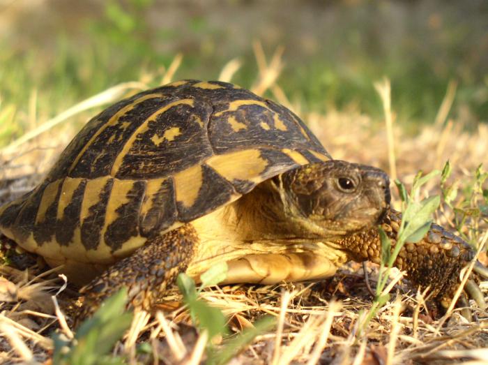 terrestrial-tortoise
