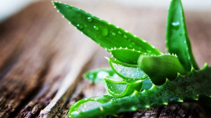 Aloe vera and its healing and therapeutic features