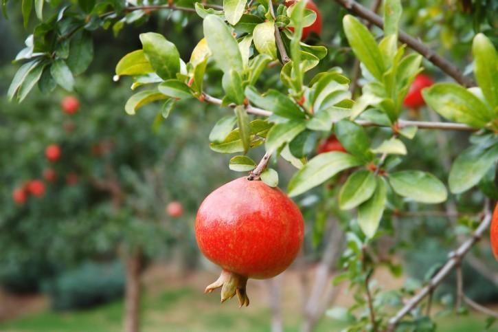 pomegranate-plant