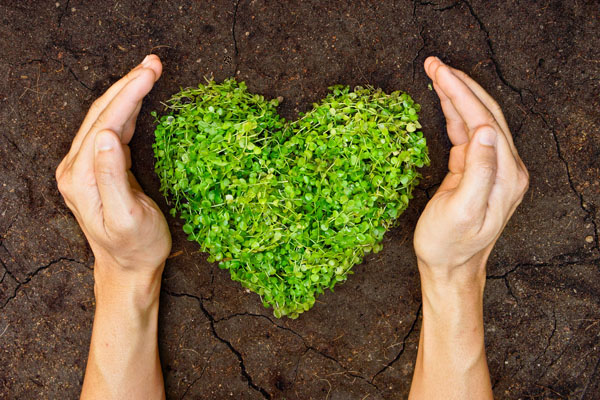 hands holding green heart shaped tree on crack earth