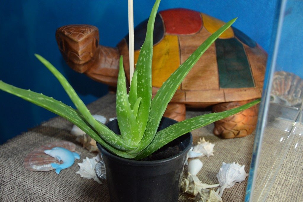 Aloe Vera